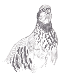 Logo perdiz lapiz